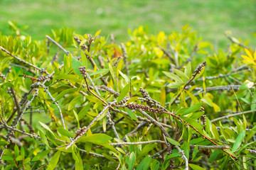Fototapeta premium green bush background