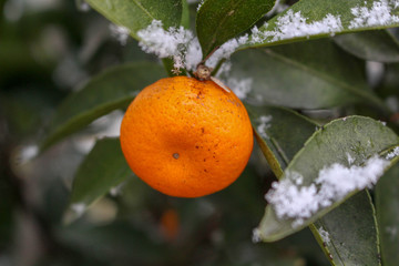 雪とミカン