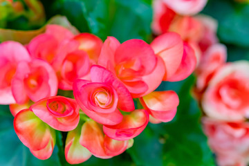 ベゴニア　八重咲き　背景素材