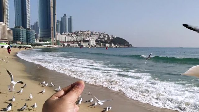 The seagull trying to eat a saeukkang snack, Haeundae Beach, Busan, South Korea 