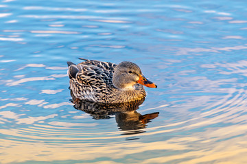 Female Mallard Duck