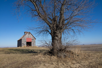 Old wooden barn and dead tree in the rural open farmland.  Illinois, USA