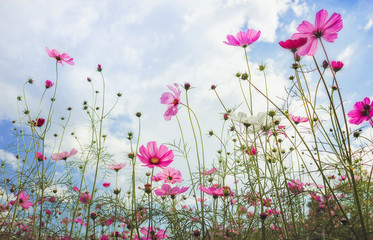 Close up cosmos flower in the filed with blue sky and cloud