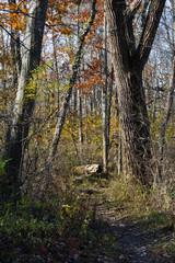 Autumn colors in the woods.  Indiana Dunes State Park, Indiana, USA