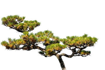 Japanese pine tree in the park, Isolated on white background