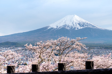 Fuji mountain in spring season, sakura tree in front with blue mountain in sunny day, clear sky cloudy in day pink sakura and city view behind in Japan.  