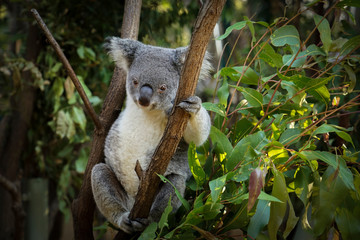 Tree hopping Koala