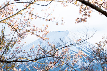 Fototapeta na wymiar Sakura cherry blossoms branch in front Fuji mount on white isolated sky background, blue Fuji Mt. in Japan.