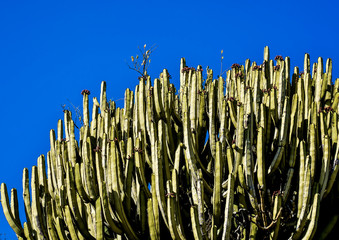 Cactus Texture Background