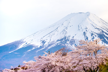 Fuji Mountain sakura cherry blossoms in in front ,the mount on white isolated sky background,  in Japan snow on top, focus the top of mountain close up beautiful background.