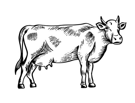 Sketch of cow drawn by hand. Livestock. Cattle. Animal grazing. Vector illustration like engraving.