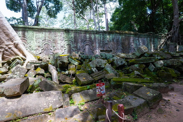 tetrameles growing on the ruins of Ta Prohm temple