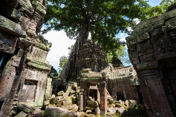 Fototapeta premium tetrameles growing on the ruins of Ta Prohm temple
