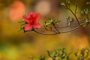 秋に返り咲いたツツジ
