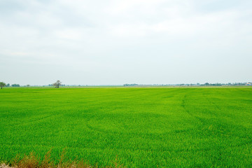 Fototapeta na wymiar thailand green field, Wide angle