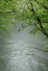 Mist on the river