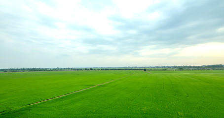 thailand green field, Wide angle