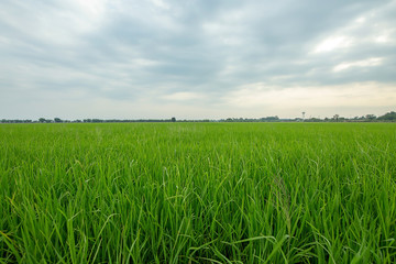 Obraz premium thailand green field, Wide angle