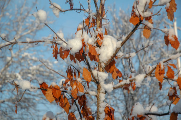 Remaining leaves in winter