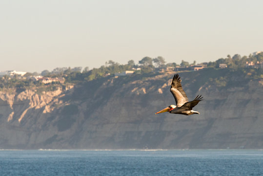 Brown Pelican Flying In La Jolla, California