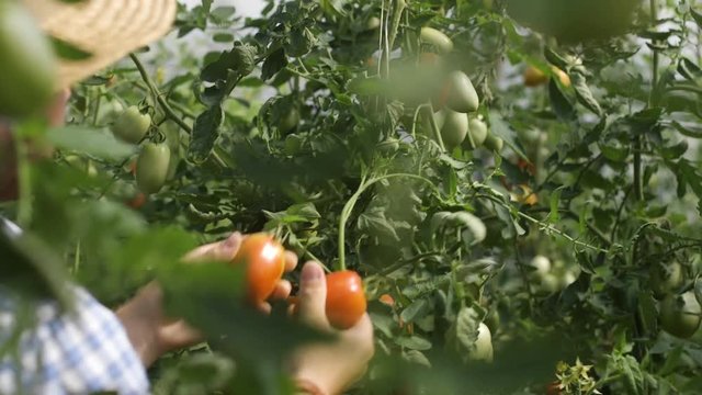 Young gardener picking up harvesting tomatoes in plantation with hat on head and blue shirt