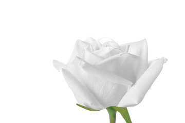 white rose isolated on white background with copy space