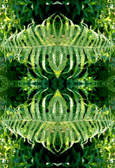  .A repeating pattern of fern leaves in sunlight