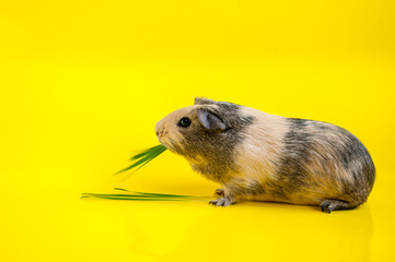 Smooth-haired guinea pig beige-black color eats green grass on a yellow background