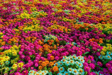 Abstract background image of the colorful flowers