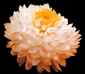 orange  chrysanthemum  flower, orange center. black background isolated  with clipping path.  Closeup. with no shadows. for design.