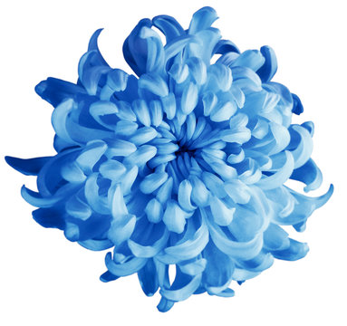 Fototapeta Chrysanthemum blue flower  isolated  with clipping path on a white background. Beautiful chrysanthemum dark blue center. For design. Closeup.