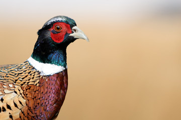 A male rooster (cock) pheasant closeup with copy space.