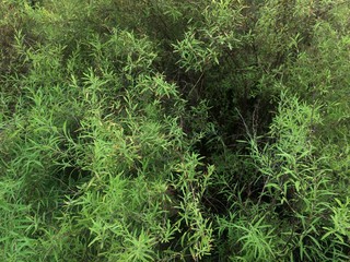 Plantas y flores vivero