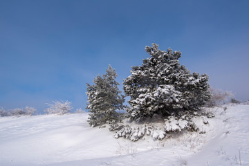 Cold winter morning in mountain forest with snow covered fir trees. Splendid outdoor scene of Stara Planina mountain in Bulgaria. Beauty of nature concept background landscape