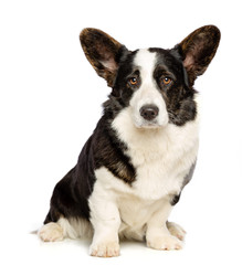 Welsh Corgi Cardigan Dog  Isolated  on White Background in studio