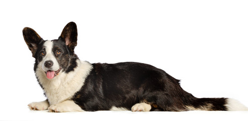 Welsh Corgi Cardigan Dog  Isolated  on White Background in studio