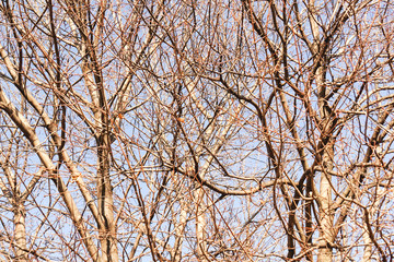 Closeup of bare maple trees in the winter time against blue sky. Hard light.