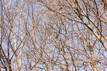 Closeup of bare maple trees in the winter time against blue sky. Hard light.