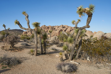 Joshua trees against clear blue sky with rocky landscape background in Joshua Tree National Park, California.