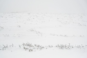 Polar Vortex
