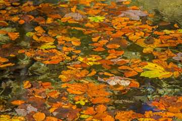 Fototapeta na wymiar Herbstblätter treiben im Wasser
