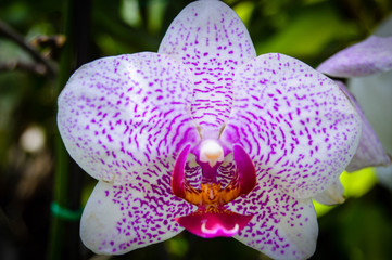 Beautiful white and purple flower