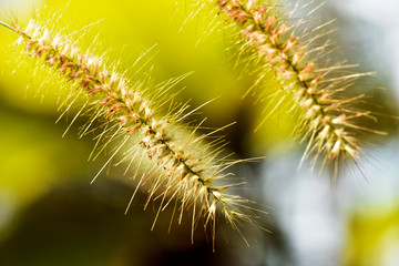 Fototapeta premium Background; yellow slender grass on a blurred background in a forest park