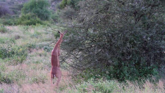 Gerenuk eats from tree in Kenya