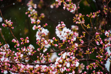 2018桜&雪