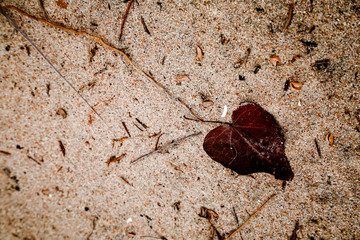 Single leaf on sea sand