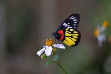 Fototapeta premium Butterfly from the Taiwan (Delias pasithoe curasena) Red shoulder butterfly