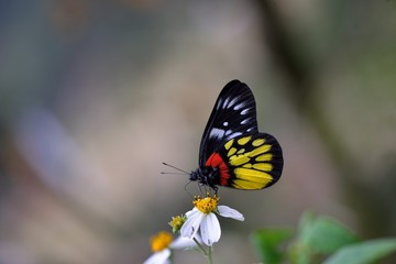 Fototapeta na wymiar Butterfly from the Taiwan (Delias pasithoe curasena) Red shoulder butterfly