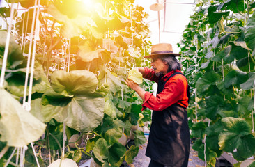Senior old South East Asian male gardener trimming and working with focused determination inside...