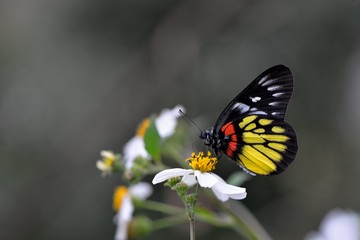 Butterfly from the Taiwan (Delias pasithoe curasena) Red shoulder butterfly